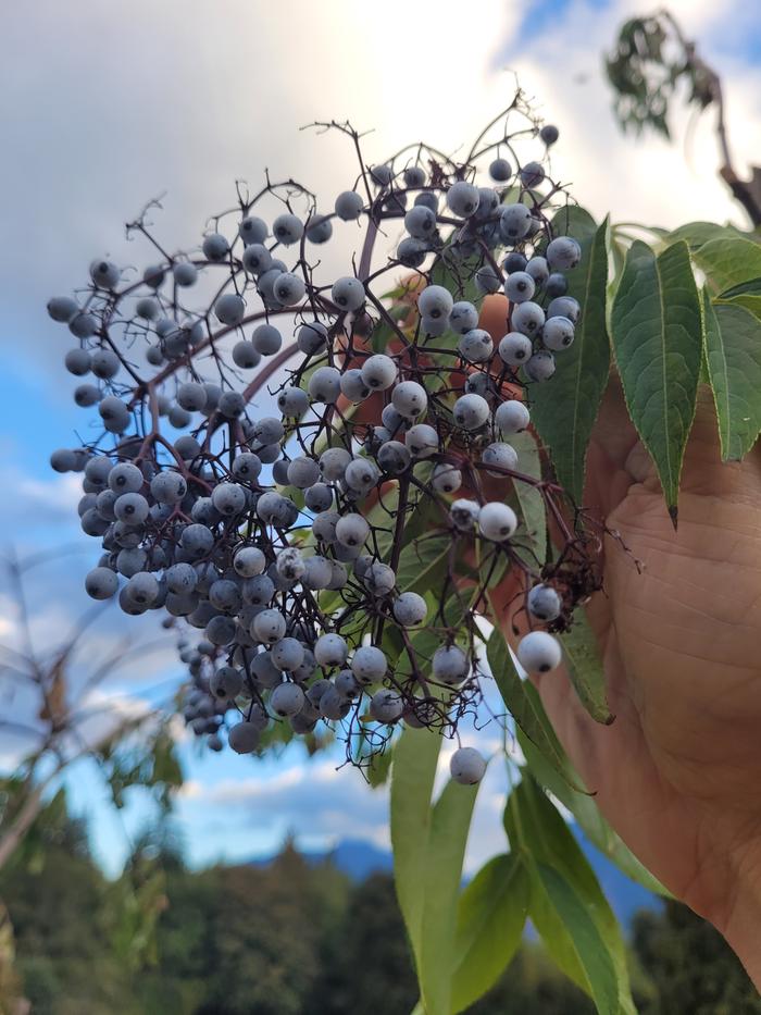 Harvesting the last clump of berries.