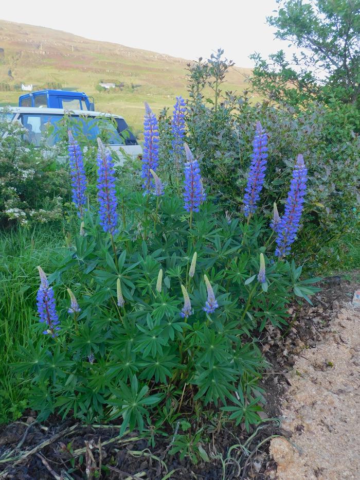 Blue lupin flowers