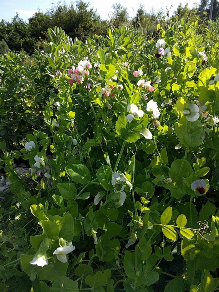 edible peas with multicoloured flowers