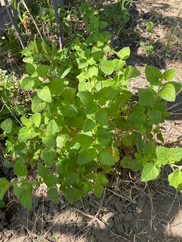 We have lemon balm on different guilds but this looks the healthiest due to the heat today 