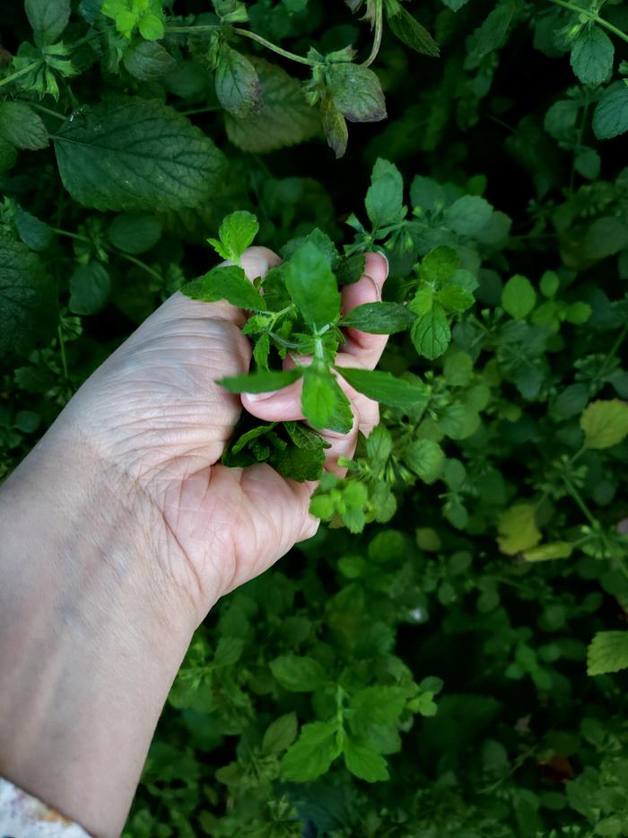 Harvest