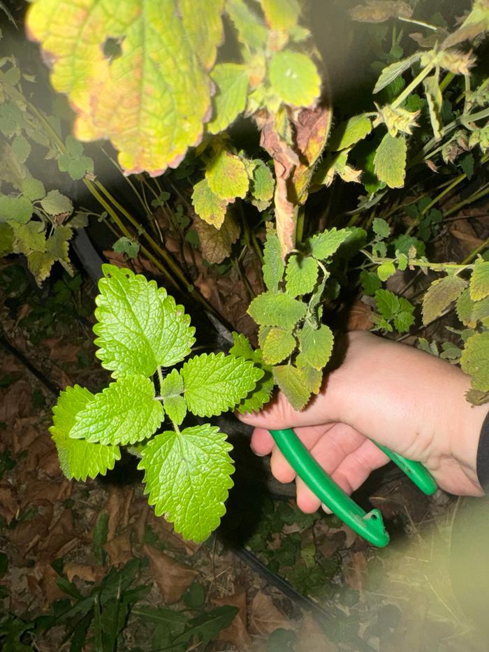 Harvesting lemon balm