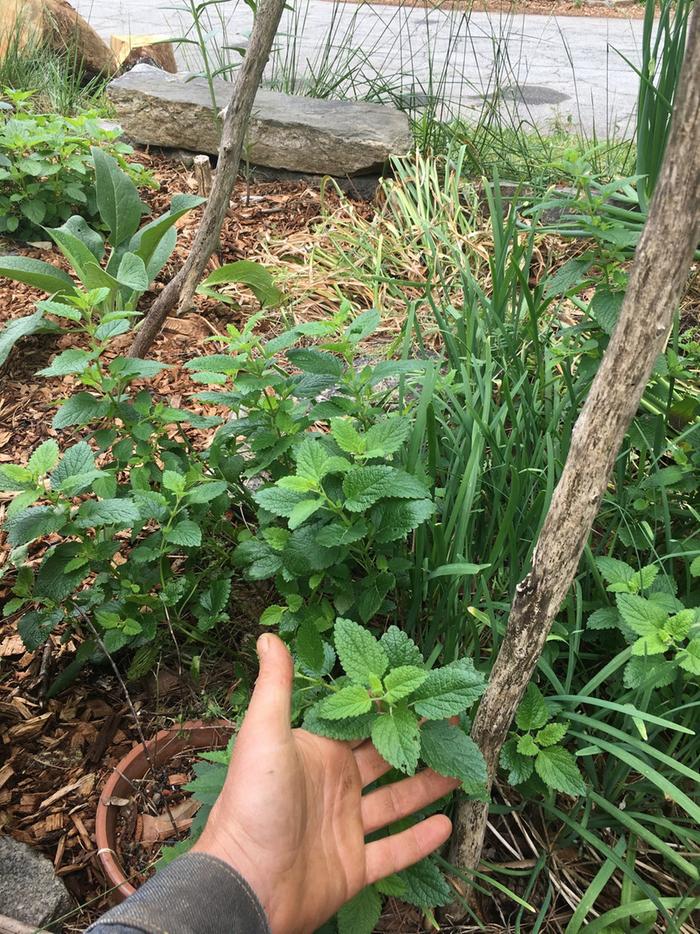 plants before harvest