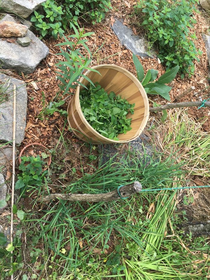 harvested