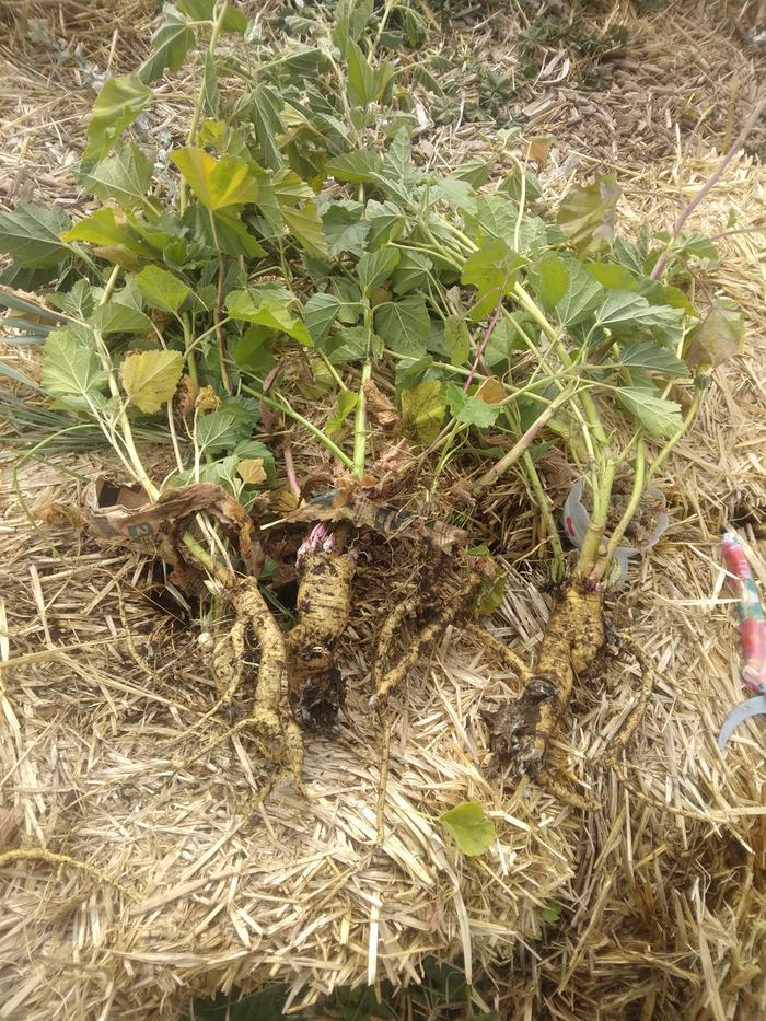 Freshly harvested marshmallow root