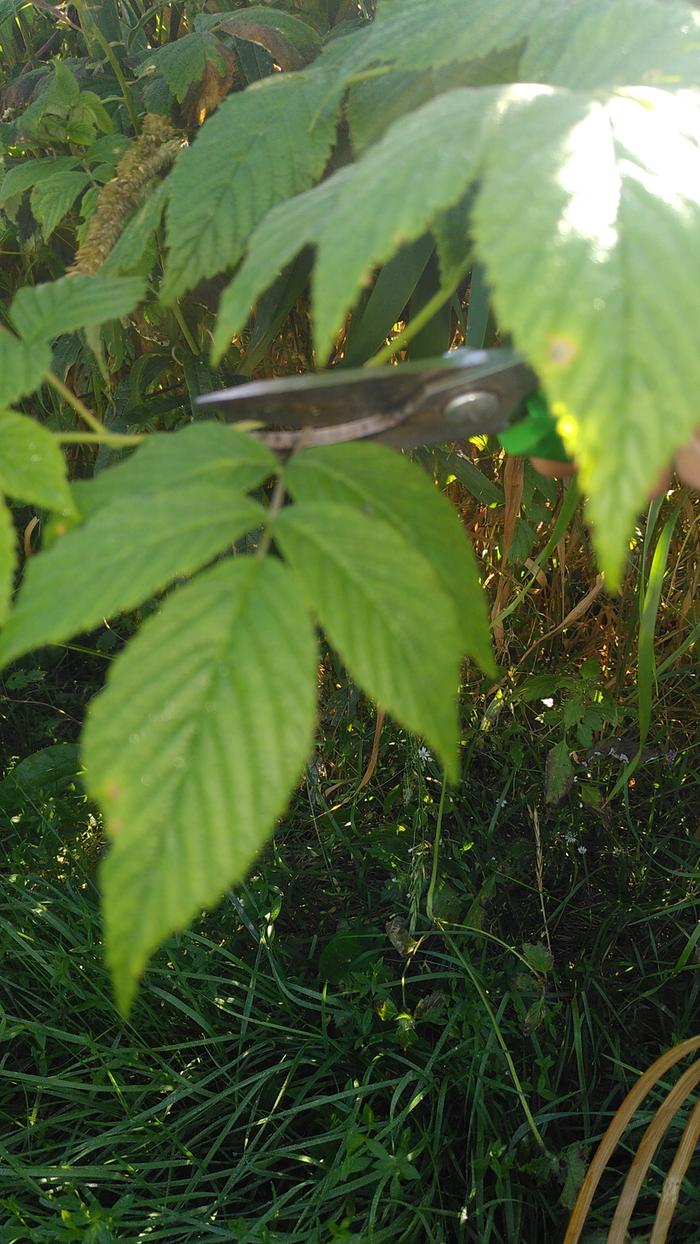 Leaves of raspness pre-harvest