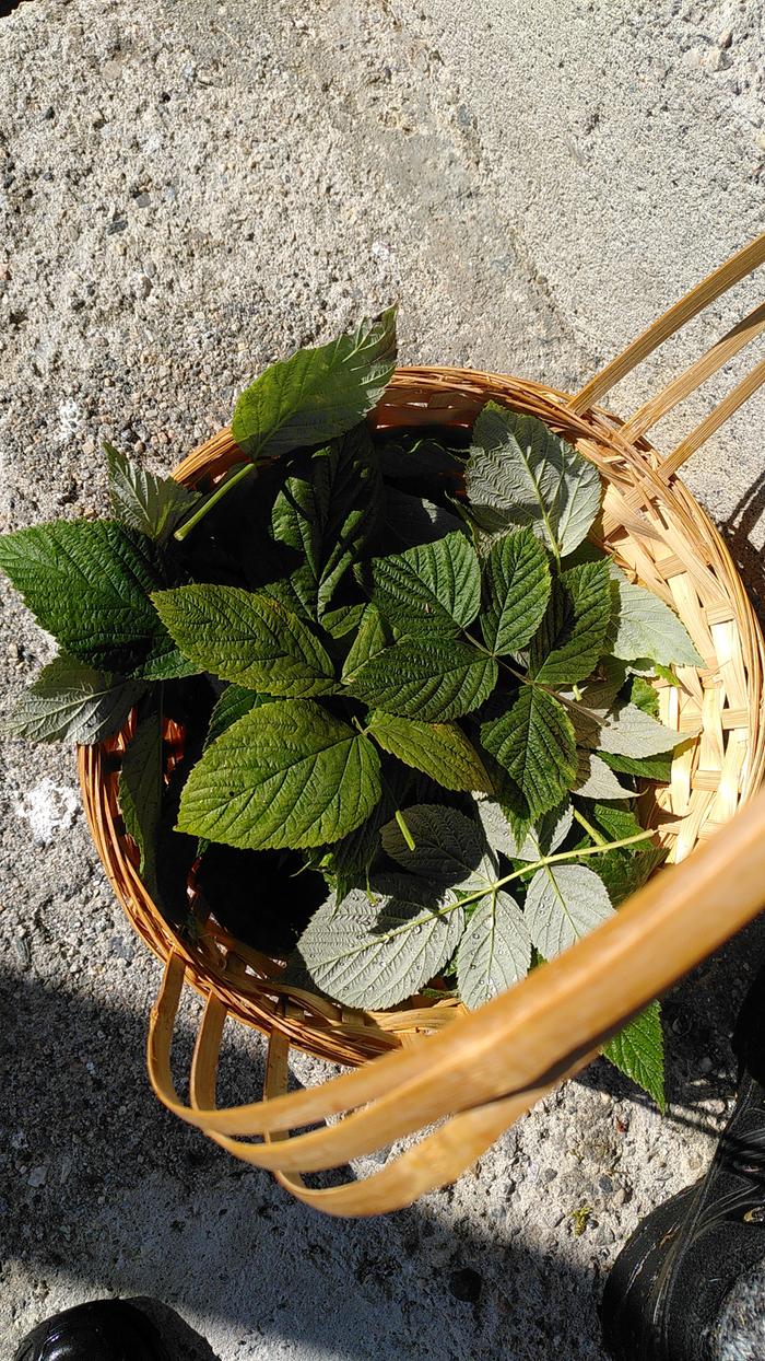 Basket of raspberry leaves