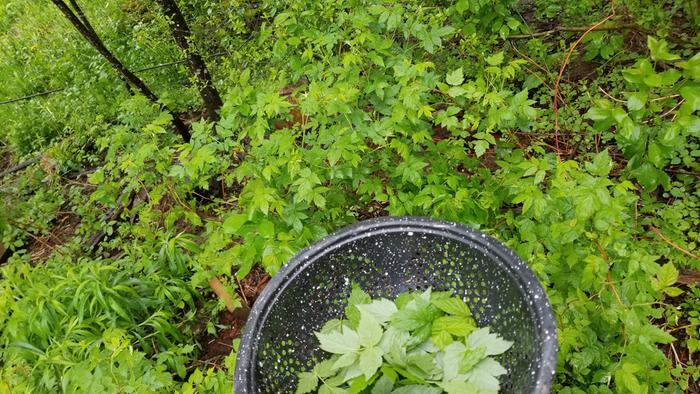 Harvested leaves with raspberry plants in background