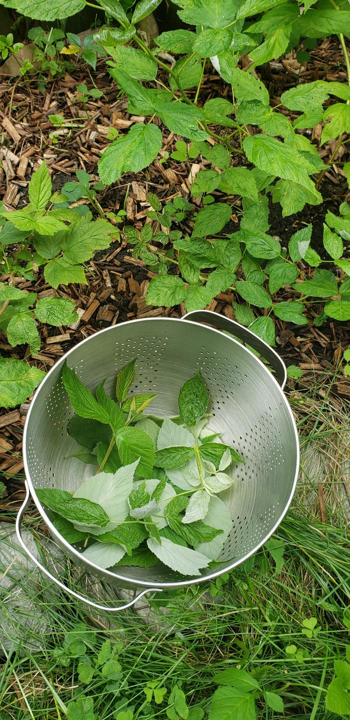 Harvesting