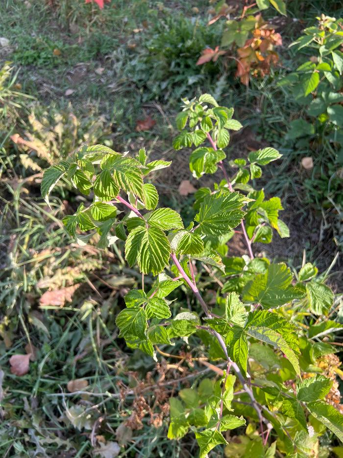 Harvesting raspberry leaves