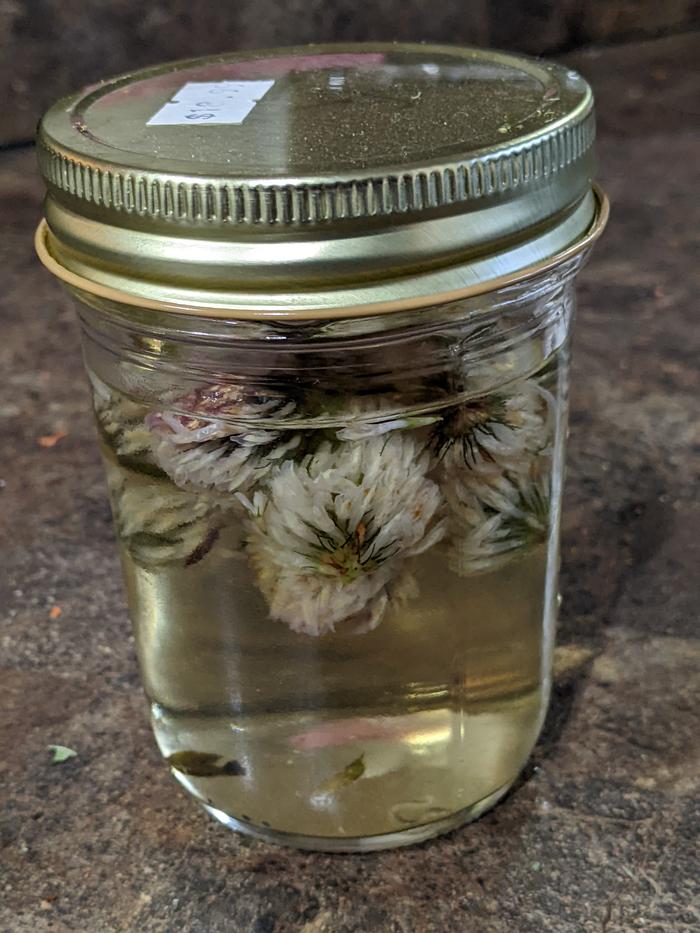 Infusing red clover