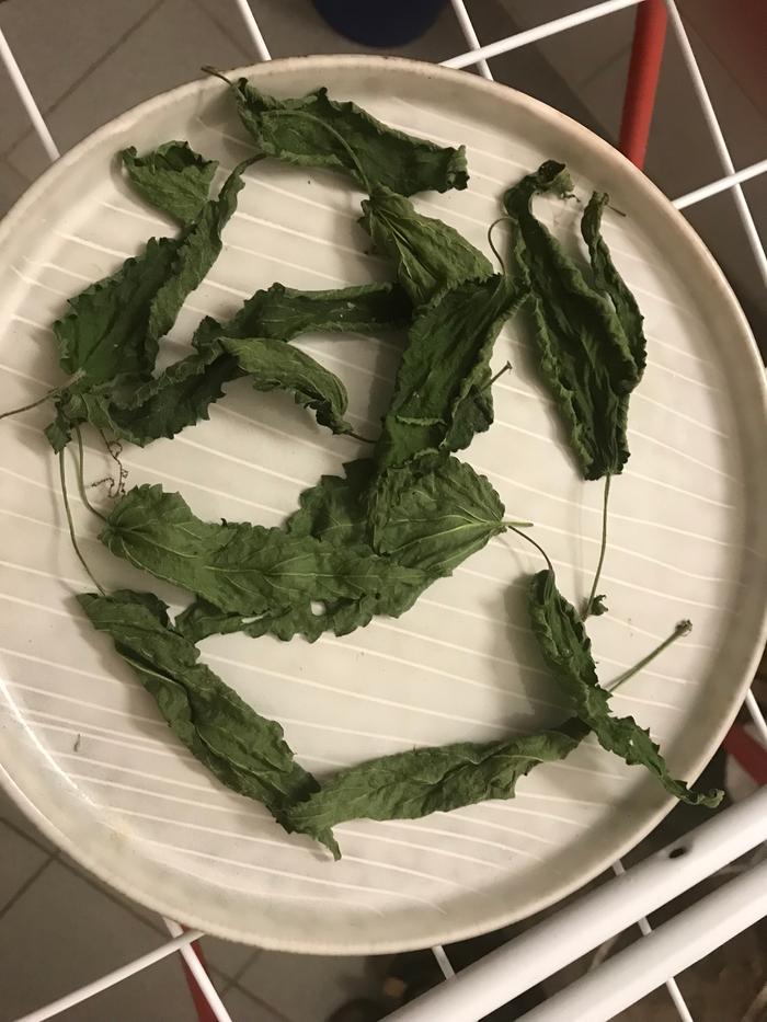 dried,