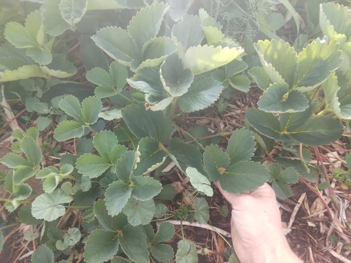 leaves being picked