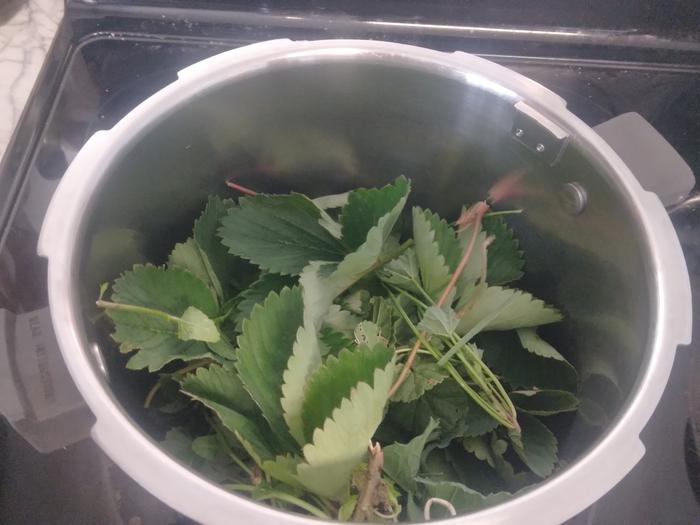 leaves in pot