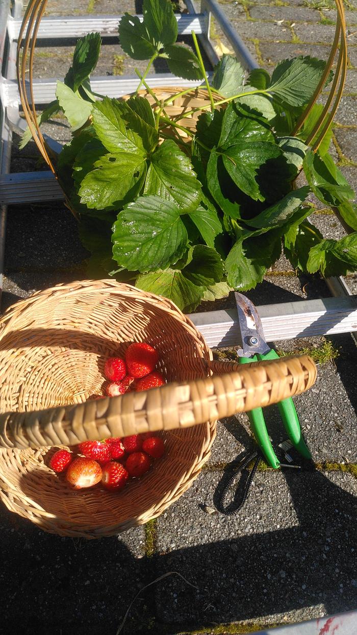 Picking leaves for tea and berries for me