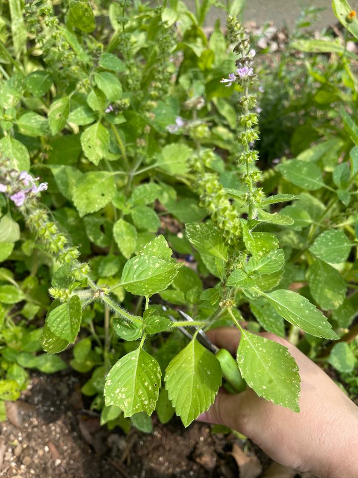 Harvesting tulsi leaves