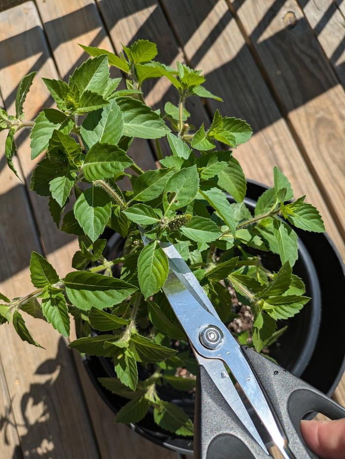 Harvesting tulsi leaves