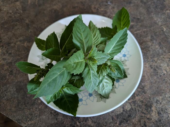 Fresh tulsi leaves