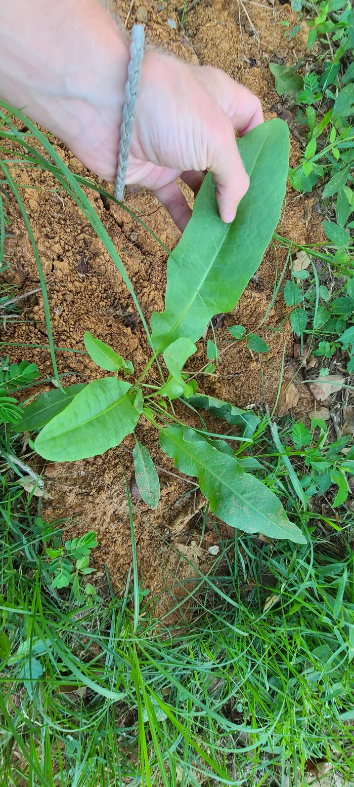 Rumex probably.