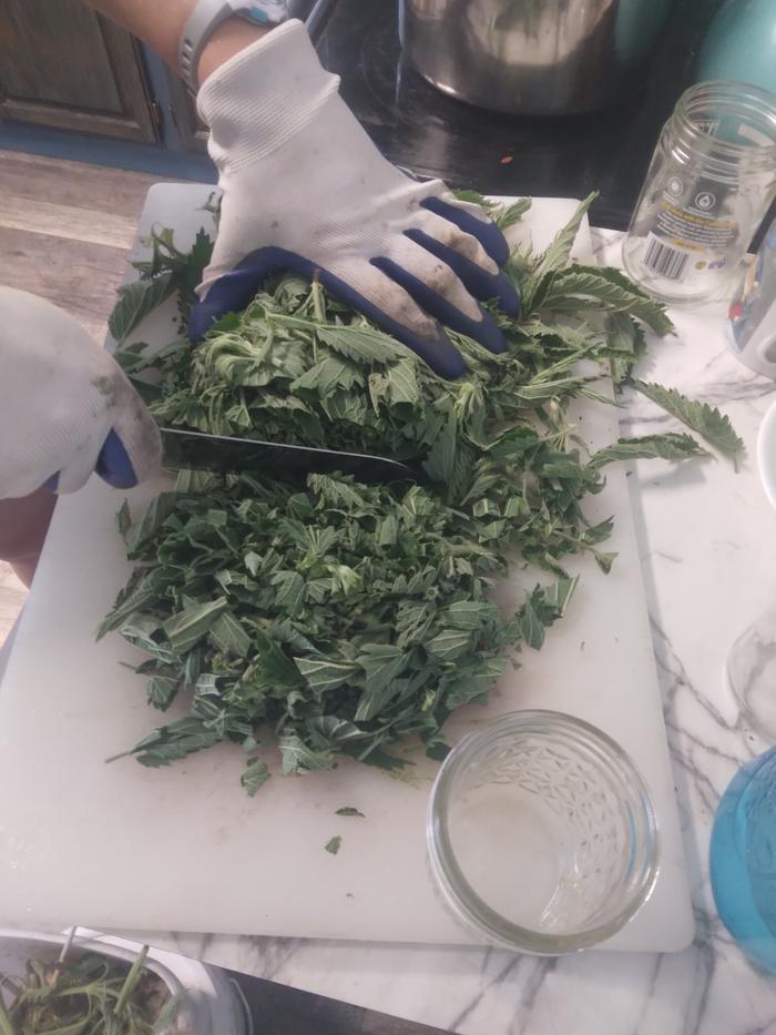 chopping freshly harvested stinging nettle