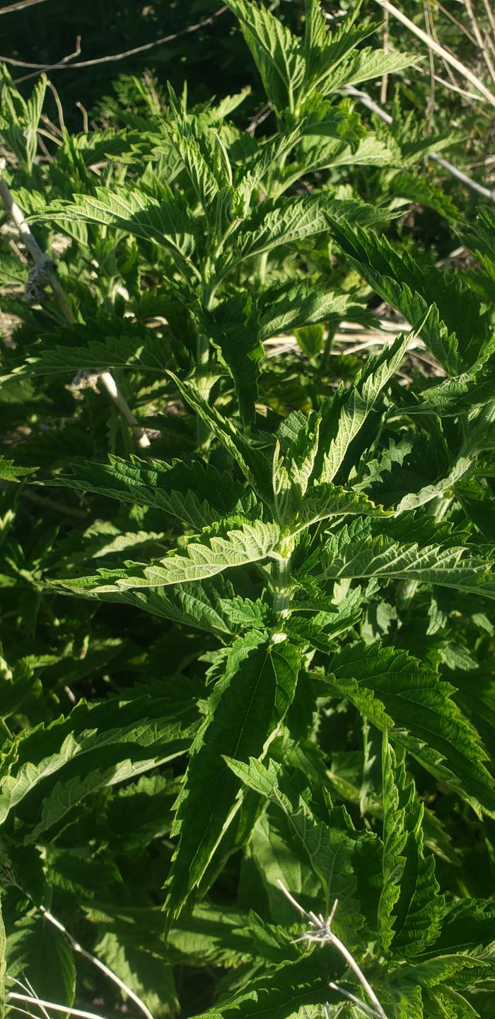 wild nettles before harvest