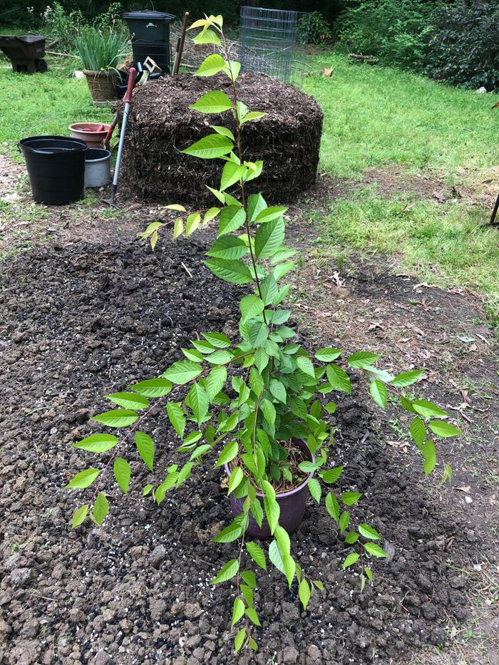 Tree is one year old and is about 5-6 feet tall - so a very fast grower