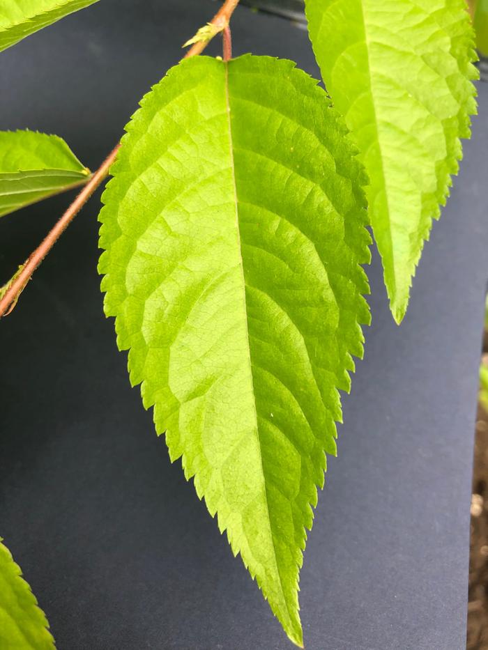 Leaf closeup