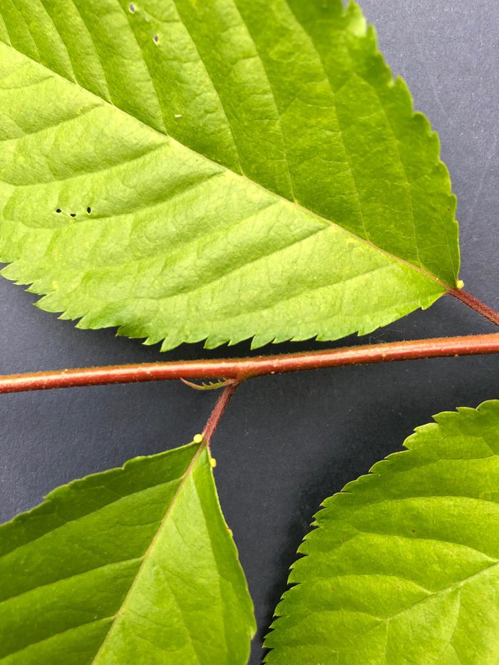 Leaf close ups