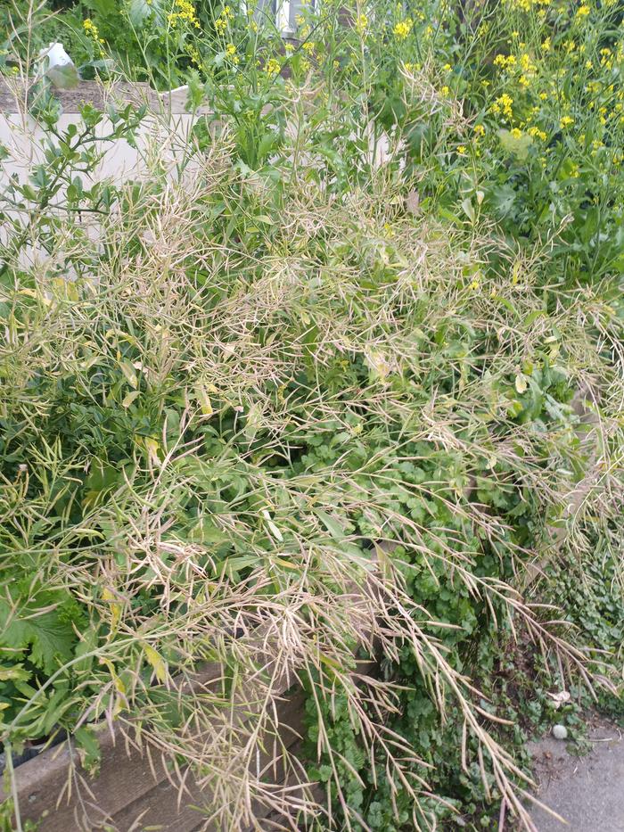 Mustard Greens Gone To Seed