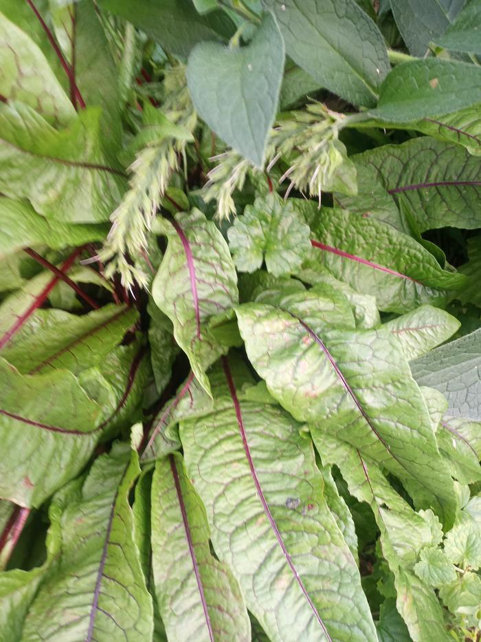  Red veined leaves seem out of place 