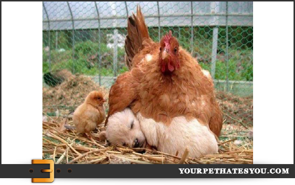 [Thumbnail for puppylove.jpg]