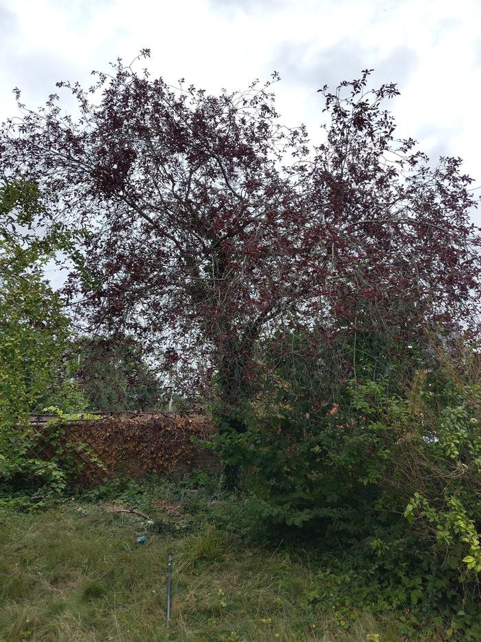 Prunus cerasifera (var. Pissardii ?)