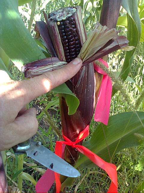 cherry flavored corn