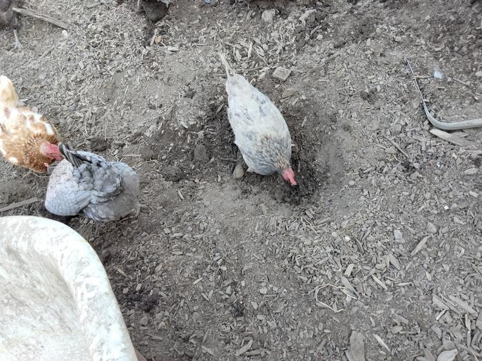 chickens with hole