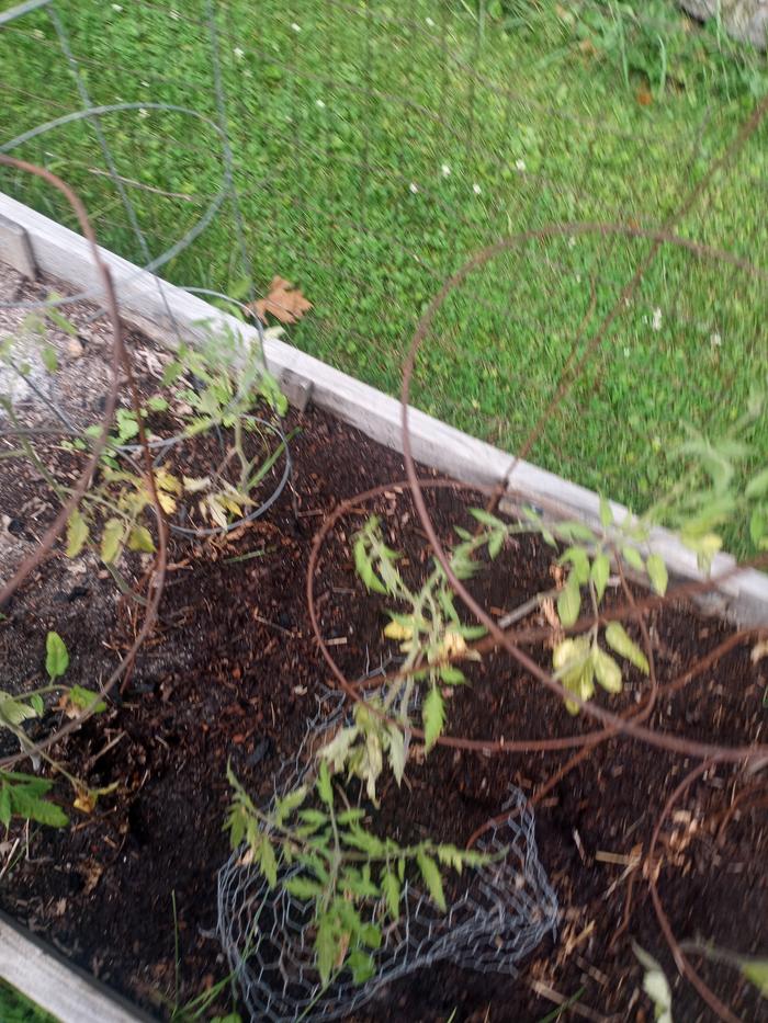Sad looking tomatoes