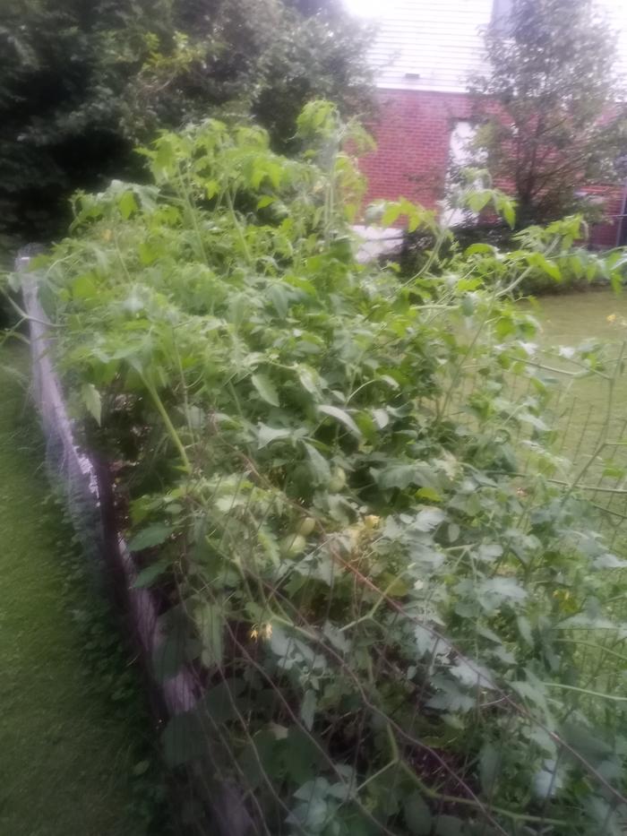 Lots of plant, not enough ripe tomatoes.