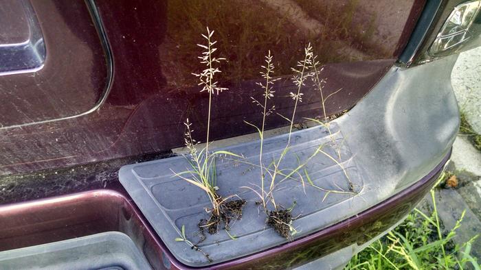 Small grass