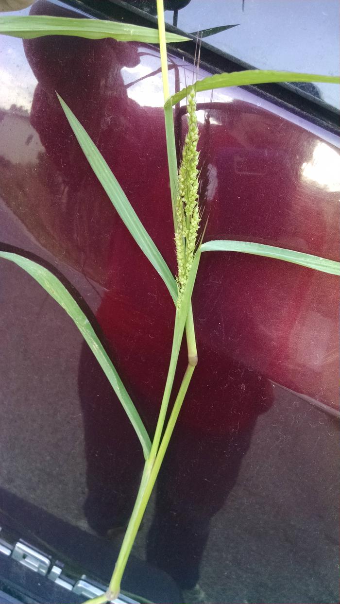 Segmented grass with seedhead