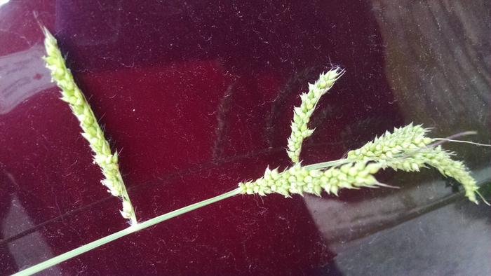 larger grass seedhead