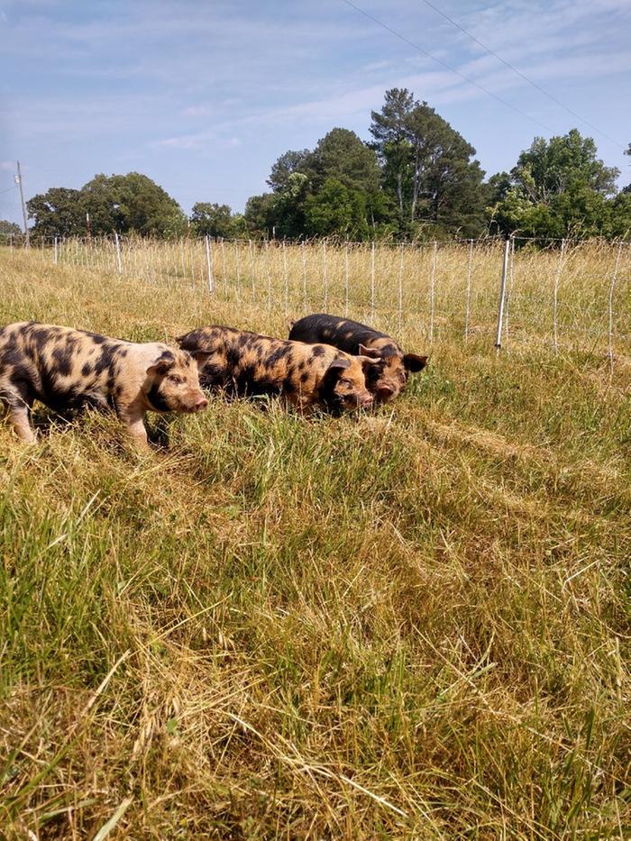 three little pigs