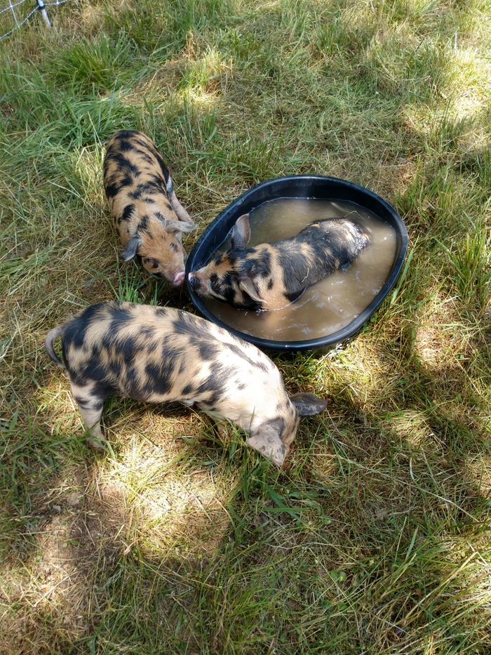 happy pigs