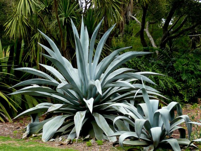 [Thumbnail for Agave-americana-Century-Plant-American-Aloe1.jpg]