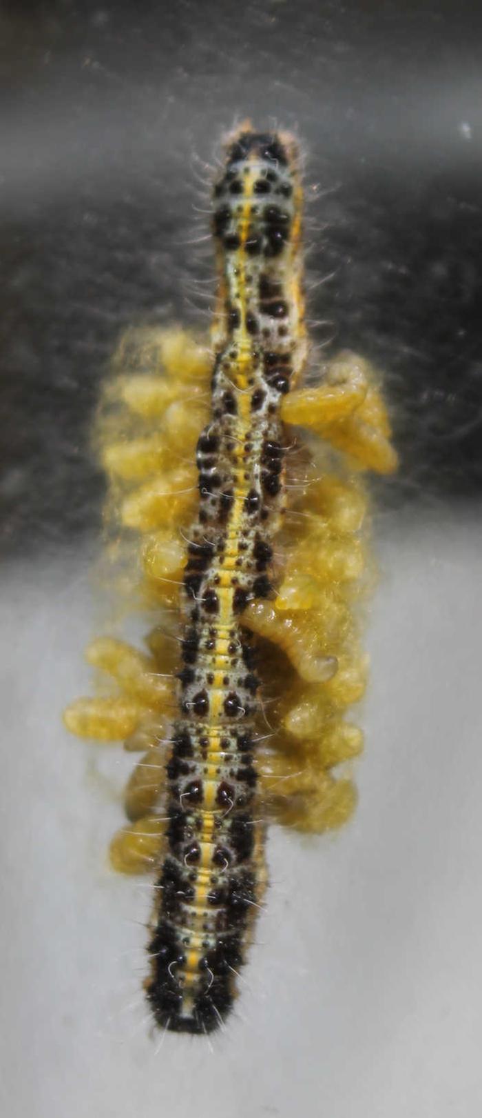 [Thumbnail for DyingCaterpillar2x.jpg]