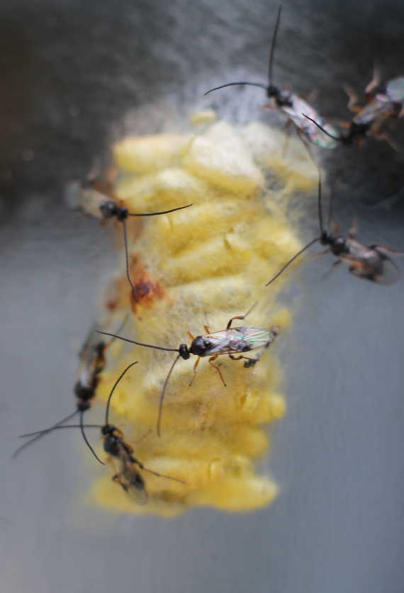 [Thumbnail for WaspsHatching7x.jpg]
