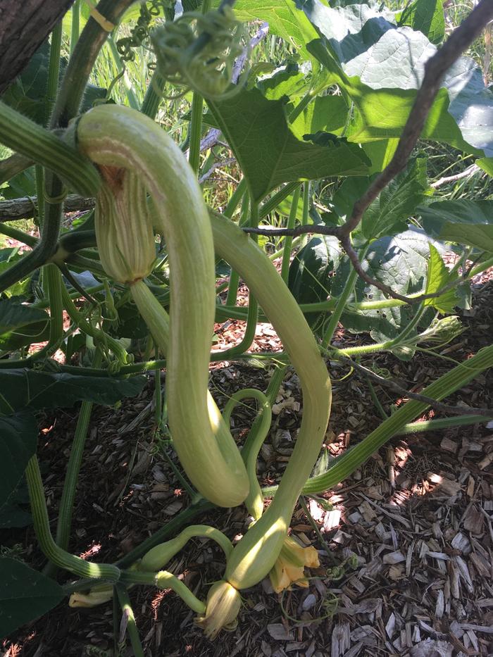 Rampicante squash