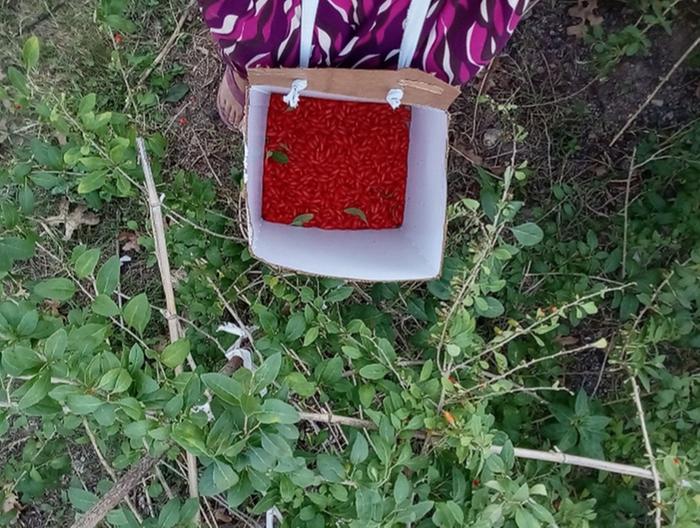Goji picking
