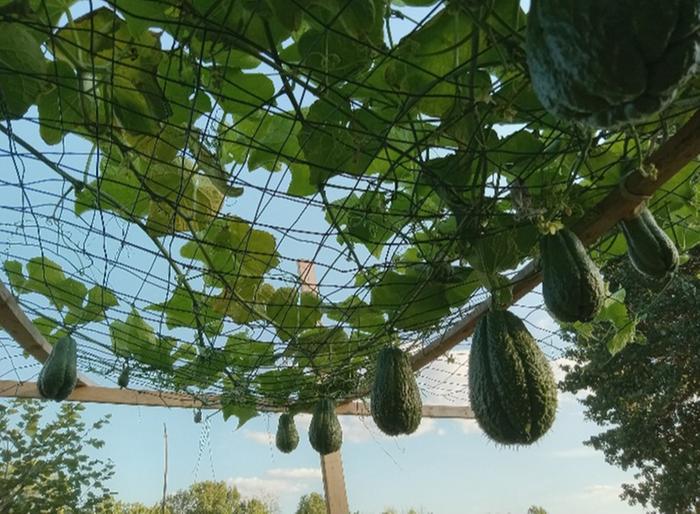 Chayote trellis