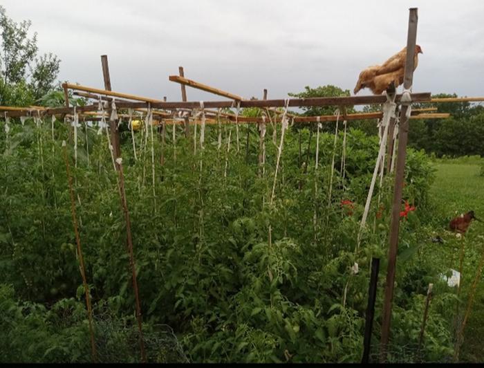 Tomato trellis in July