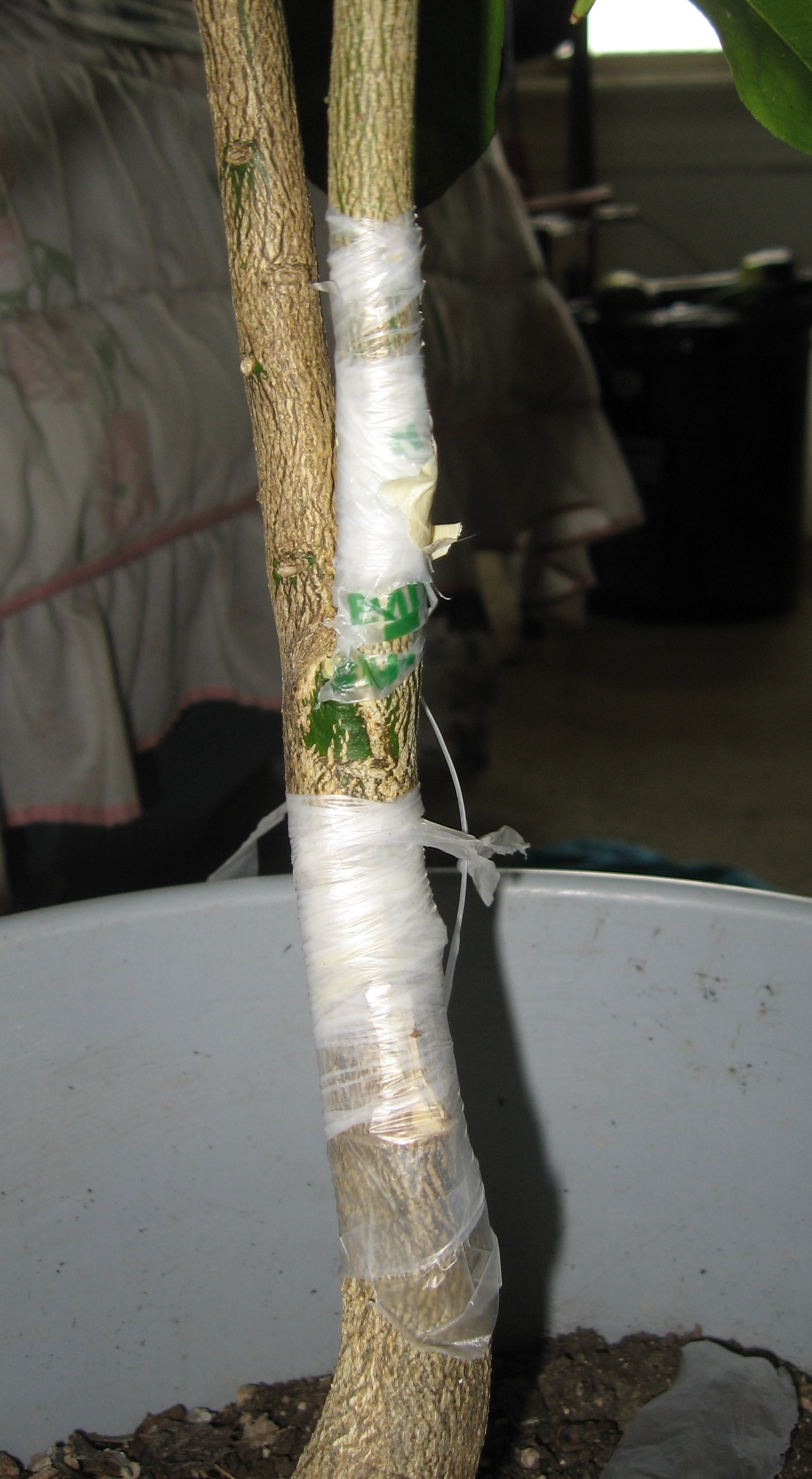 Grafting Kumquats To Incompatible Sour Orange Rootstock (fruit-trees 