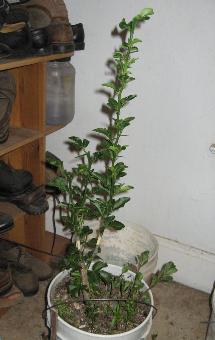 Tree with seville sour orange tree roots with a grafted Poncirus Trifoliata top that 2 Fukushu kumquat buds have been grafted onto.